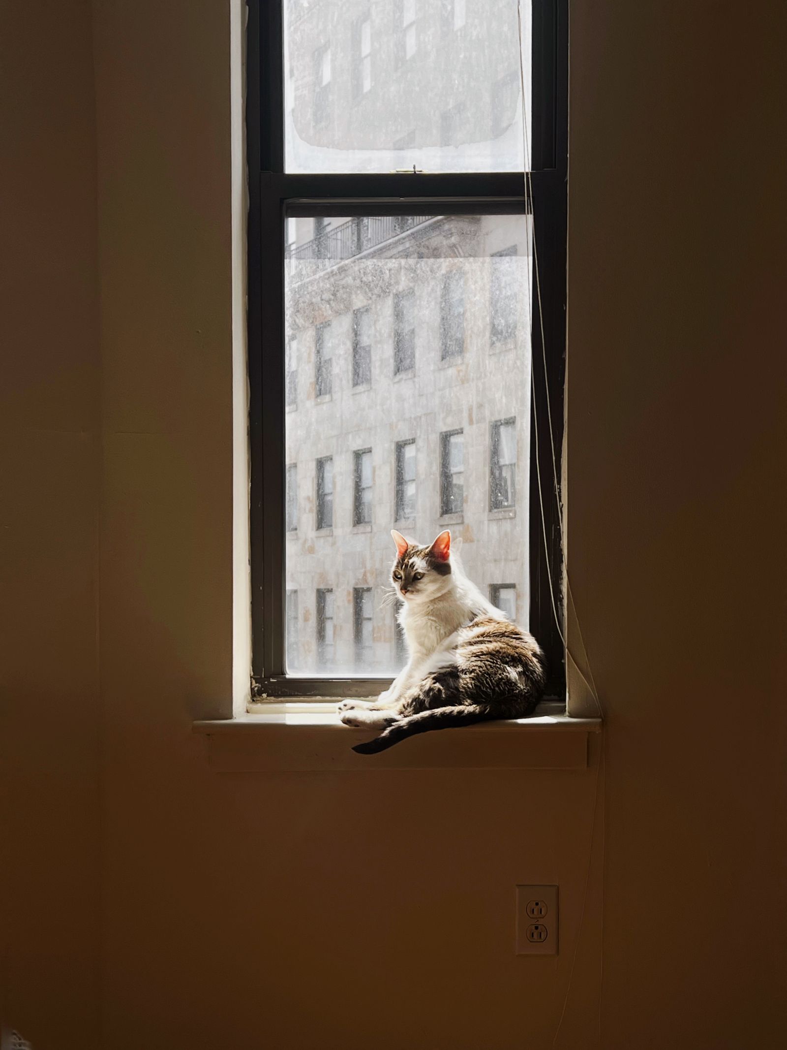 Projet Café à Chat