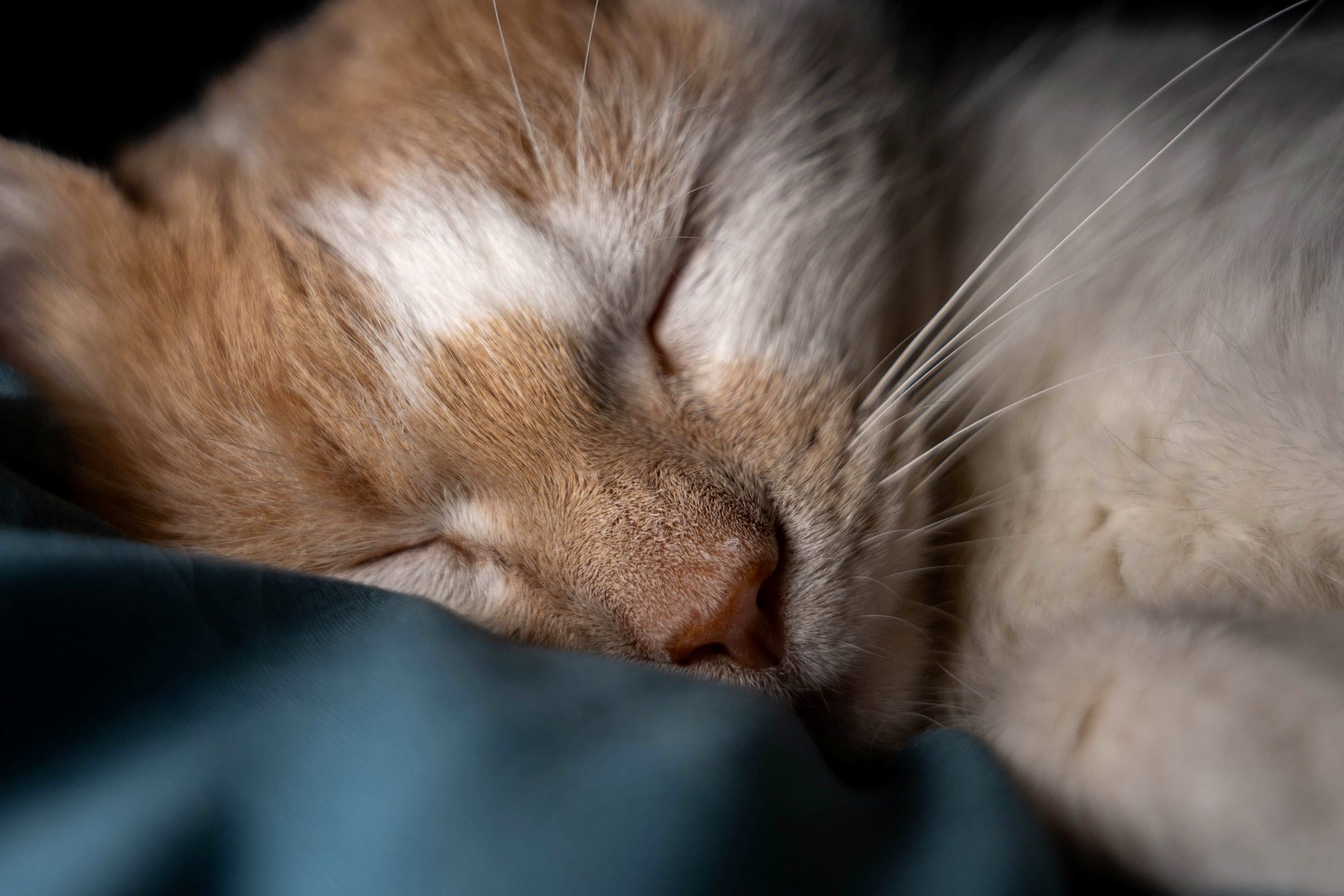 Un chat roux et blanc endormi paisiblement dans une lumière douce et tamisée